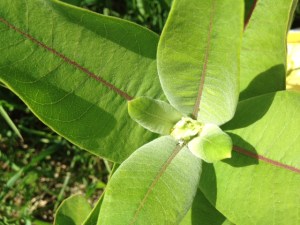 monarch cat milkweed