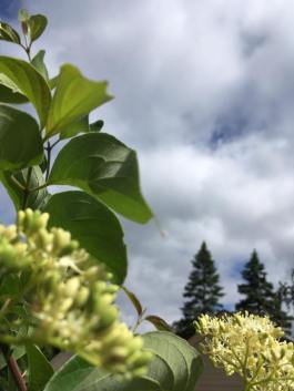 flower tree two pines