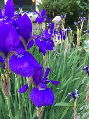 purple flowers st francis